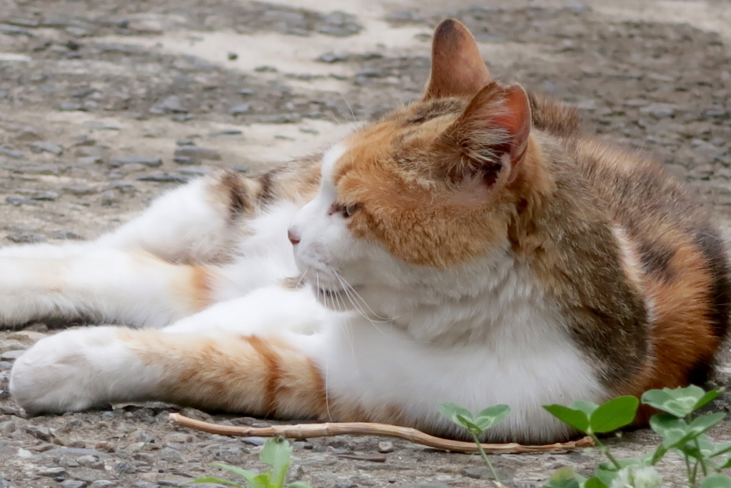 f:id:tcho5397:20170611115835j:plain