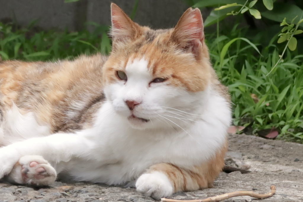 f:id:tcho5397:20170611115908j:plain