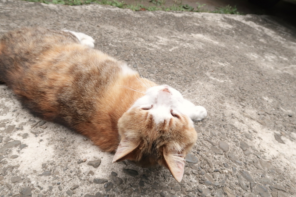 f:id:tcho5397:20170611120154j:plain