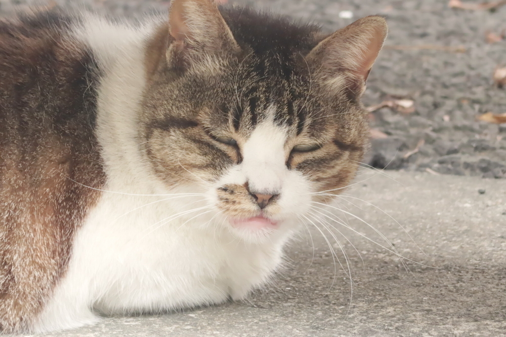 f:id:tcho5397:20170611120411j:plain