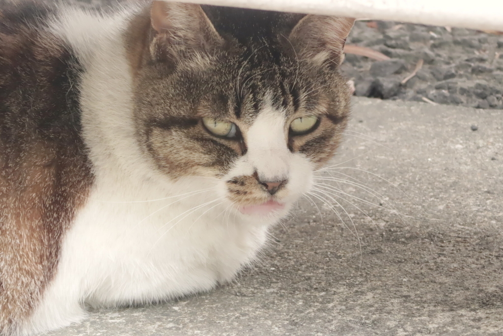 f:id:tcho5397:20170611120453j:plain