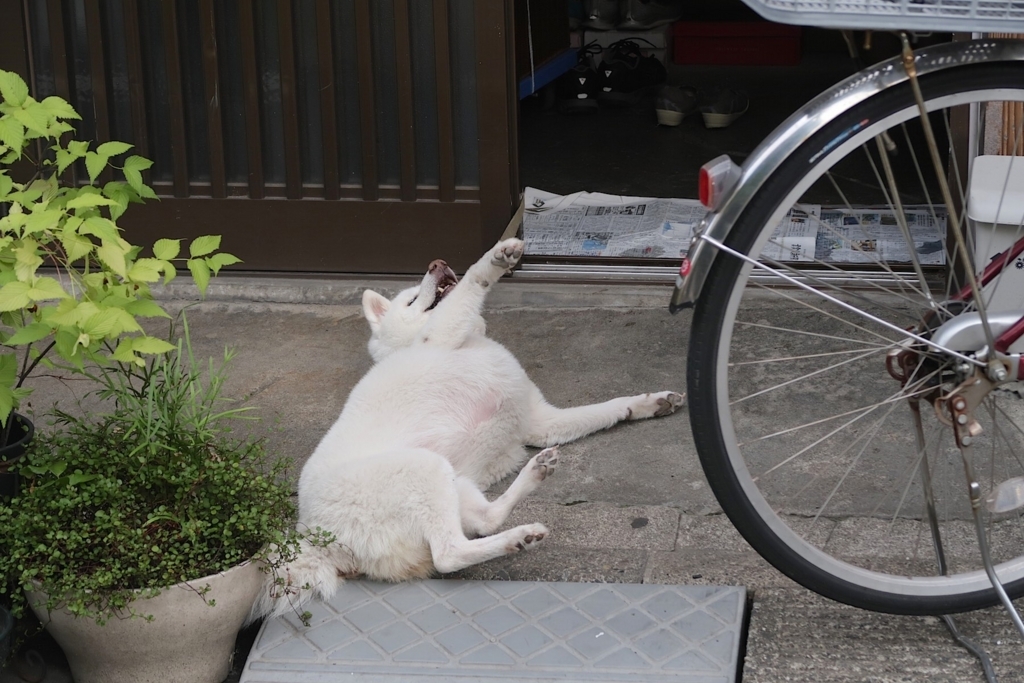 f:id:tcho5397:20170702170401j:plain