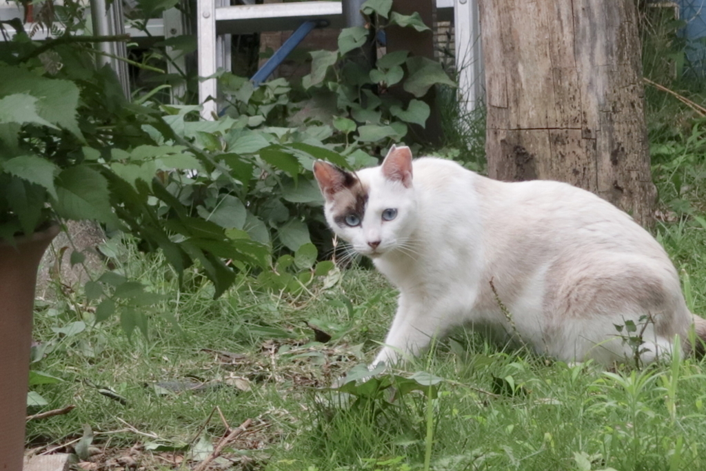 f:id:tcho5397:20170702170801j:plain