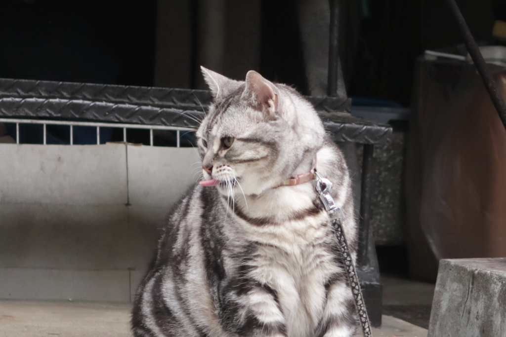 f:id:tcho5397:20170702173025j:plain