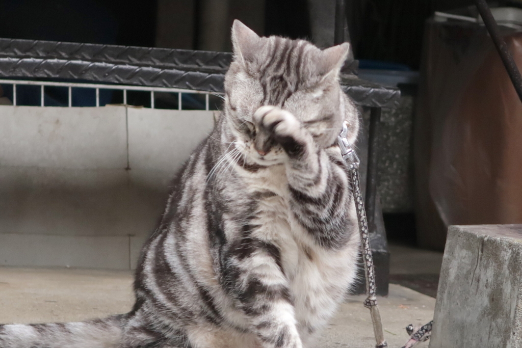 f:id:tcho5397:20170702173028j:plain