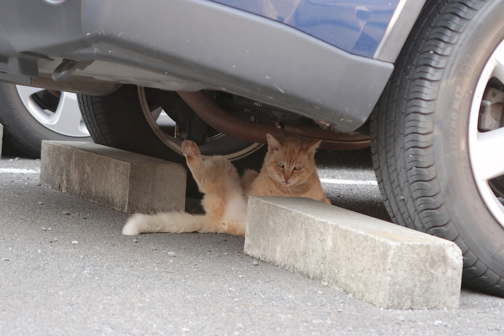 f:id:tcho5397:20170709160807j:plain f:id:tcho5397:20170709160807j:plain