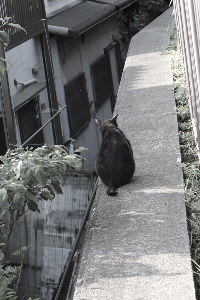 f:id:tcho5397:20170709164054j:plain f:id:tcho5397:20170709164054j:plain