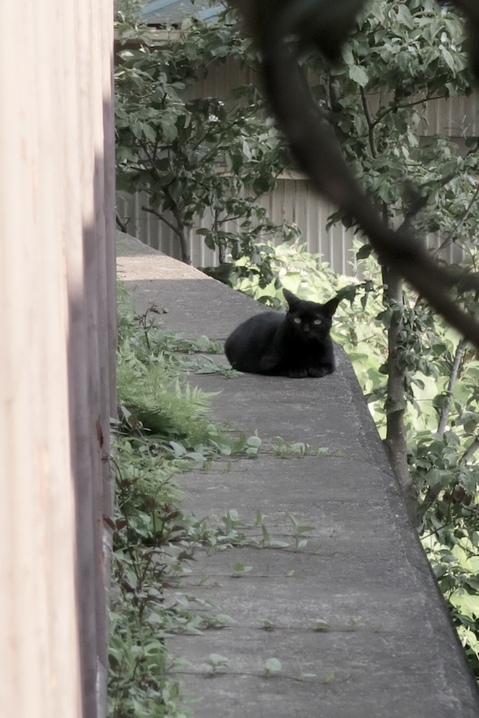 f:id:tcho5397:20170709164303j:plain f:id:tcho5397:20170709164303j:plain