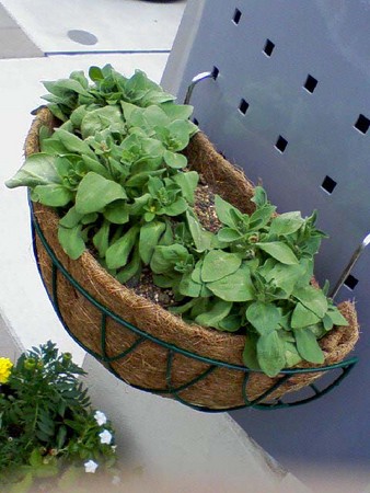 f:id:tcj:20080518140950j:image f:id:tcj:20080518140950j:image