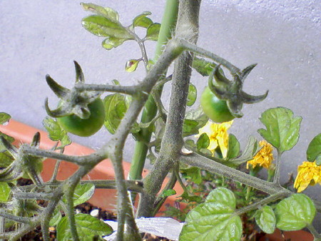 f:id:tcj:20080518143157j:image f:id:tcj:20080518143157j:image