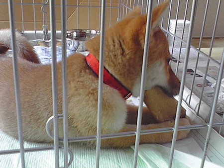 f:id:tcj:20080709083023j:image f:id:tcj:20080709083023j:image