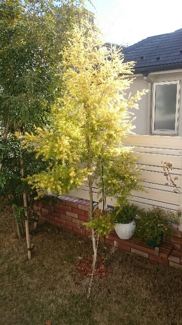 f:id:tcova:20161222075313j:image f:id:tcova:20161222075313j:image