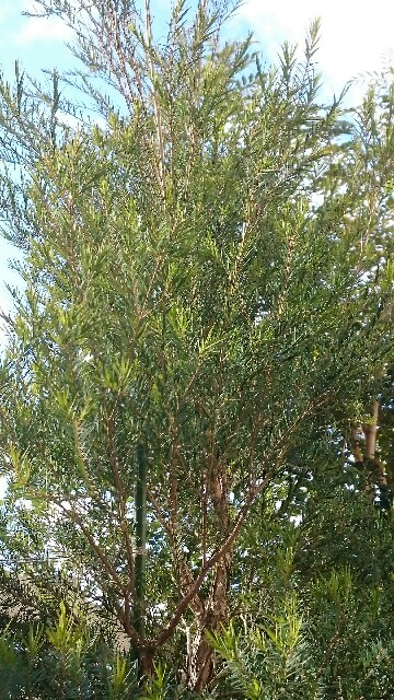 f:id:tcova:20161224210028j:image f:id:tcova:20161224210028j:image