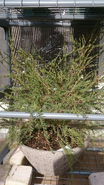 f:id:tcova:20161224210052j:image f:id:tcova:20161224210052j:image