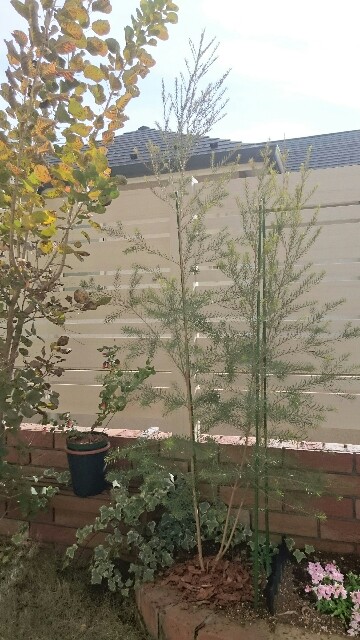 f:id:tcova:20161224210156j:image f:id:tcova:20161224210156j:image