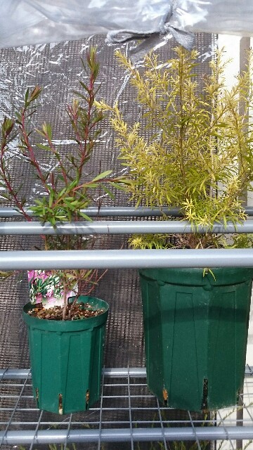 f:id:tcova:20161224210211j:image f:id:tcova:20161224210211j:image