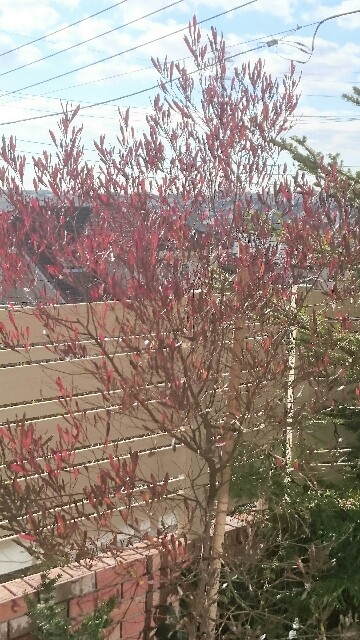 f:id:tcova:20161224210243j:image f:id:tcova:20161224210243j:image