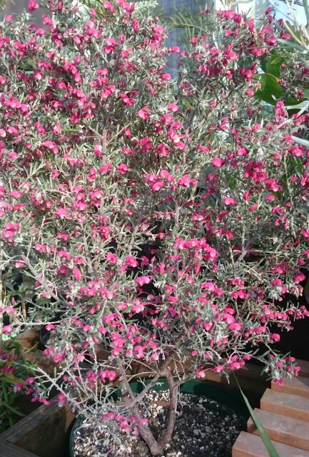 2018年4月上旬のネイティブプランツ - NPB native plants
