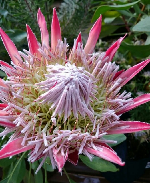 f:id:tcova:20180517193411j:image f:id:tcova:20180517193411j:image