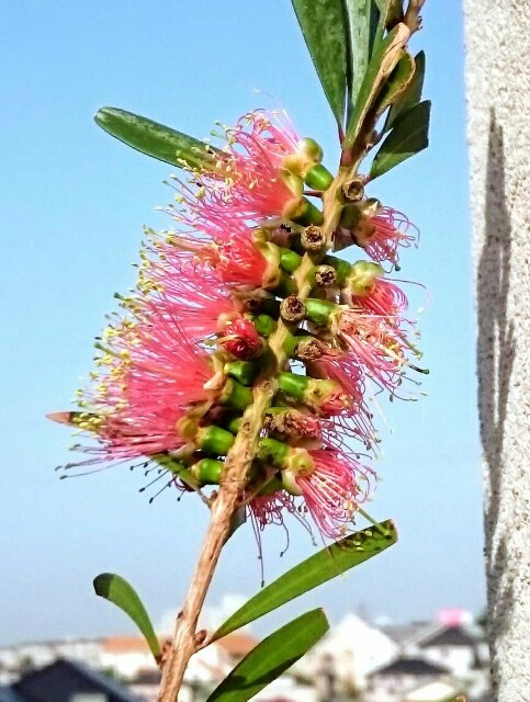 f:id:tcova:20180517193450j:image f:id:tcova:20180517193450j:image