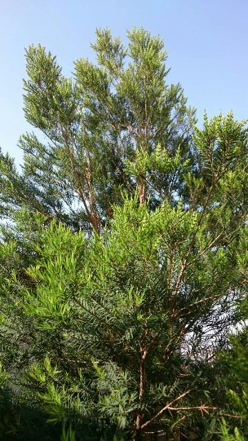 f:id:tcova:20180517193500j:image f:id:tcova:20180517193500j:image