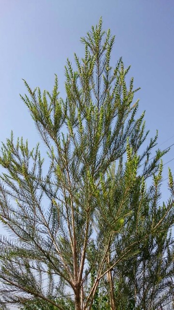 f:id:tcova:20180517193511j:image f:id:tcova:20180517193511j:image