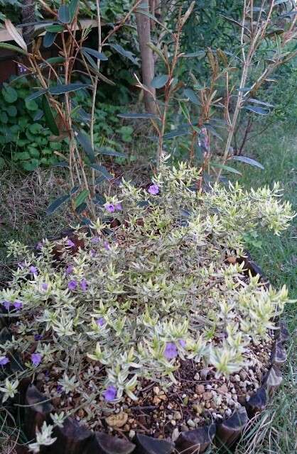 f:id:tcova:20180517193550j:image f:id:tcova:20180517193550j:image