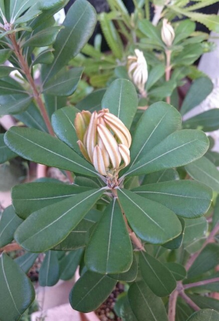 f:id:tcova:20180517193646j:image f:id:tcova:20180517193646j:image