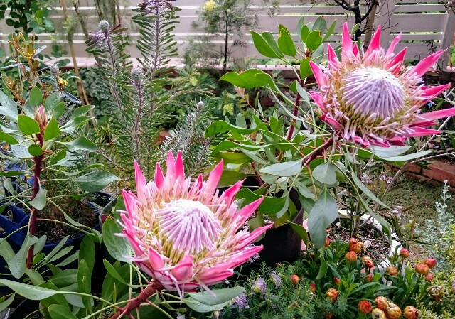 f:id:tcova:20180517194019j:image f:id:tcova:20180517194019j:image