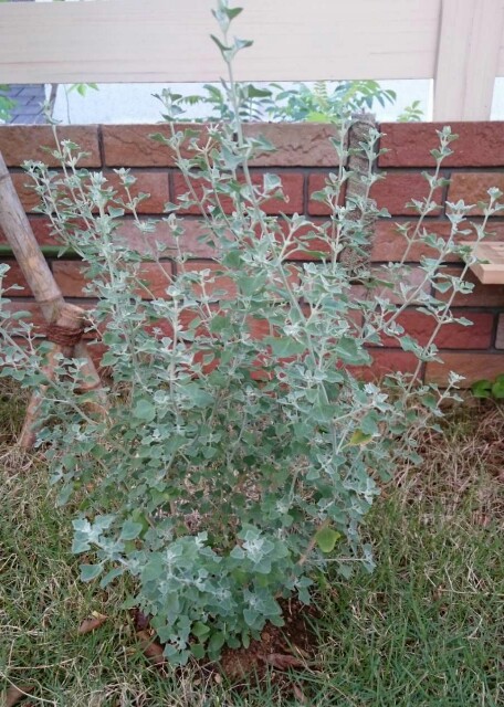 f:id:tcova:20180517204821j:image f:id:tcova:20180517204821j:image