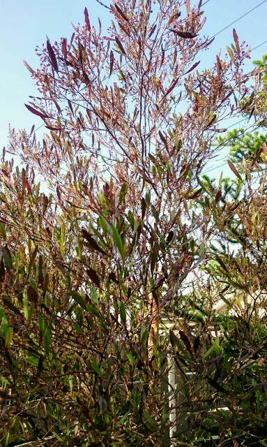 f:id:tcova:20180517205500j:image f:id:tcova:20180517205500j:image