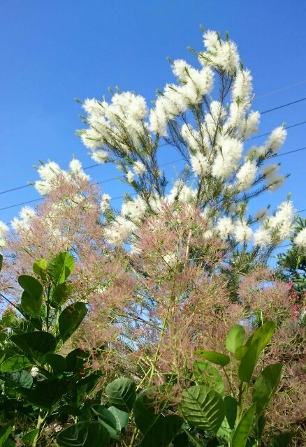 f:id:tcova:20180603115951j:image f:id:tcova:20180603115951j:image