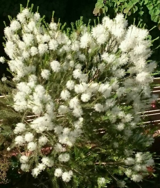 f:id:tcova:20180603120006j:image f:id:tcova:20180603120006j:image