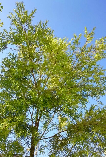 f:id:tcova:20180603120249j:image f:id:tcova:20180603120249j:image