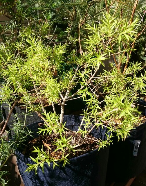 f:id:tcova:20180603120312j:image f:id:tcova:20180603120312j:image