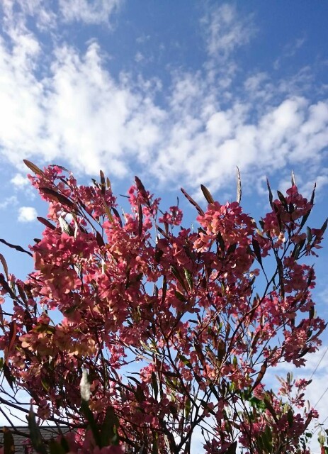 f:id:tcova:20180603120444j:image f:id:tcova:20180603120444j:image