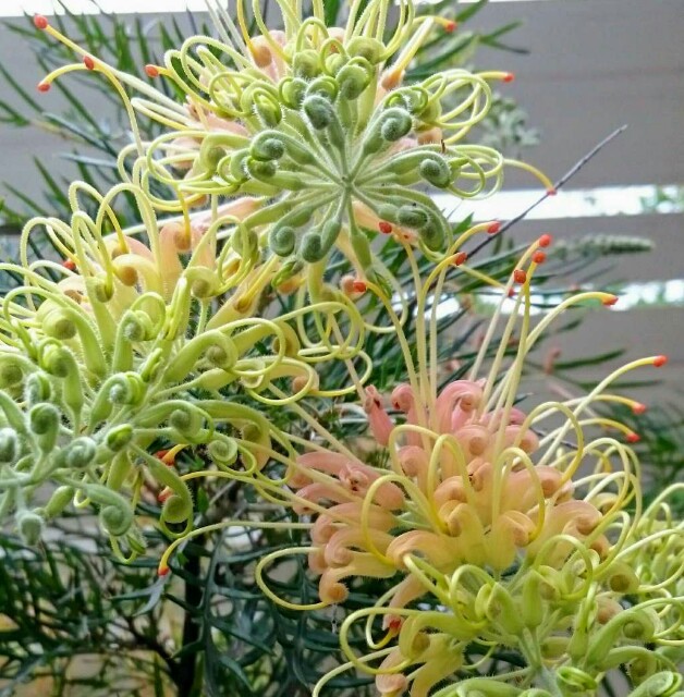 f:id:tcova:20180603120535j:image f:id:tcova:20180603120535j:image