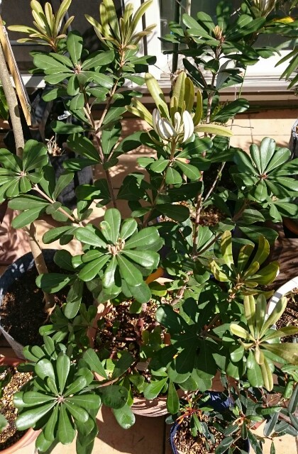 f:id:tcova:20180603120613j:image f:id:tcova:20180603120613j:image