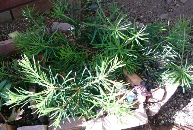 f:id:tcova:20180603120652j:image f:id:tcova:20180603120652j:image