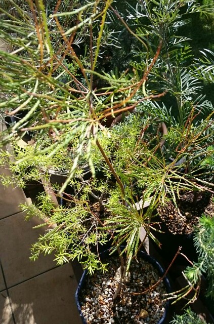 f:id:tcova:20180603120806j:image f:id:tcova:20180603120806j:image