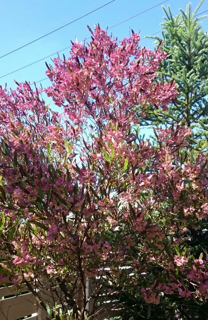 f:id:tcova:20180603121025j:image f:id:tcova:20180603121025j:image