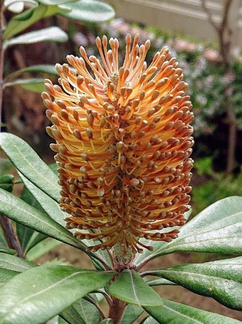 2019年4月のネイティブプランツ - NPB native plants & baseball