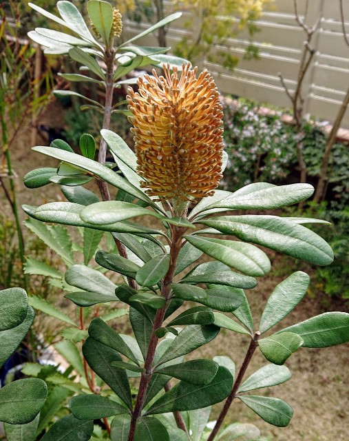 2019年4月のネイティブプランツ - NPB native plants & baseball