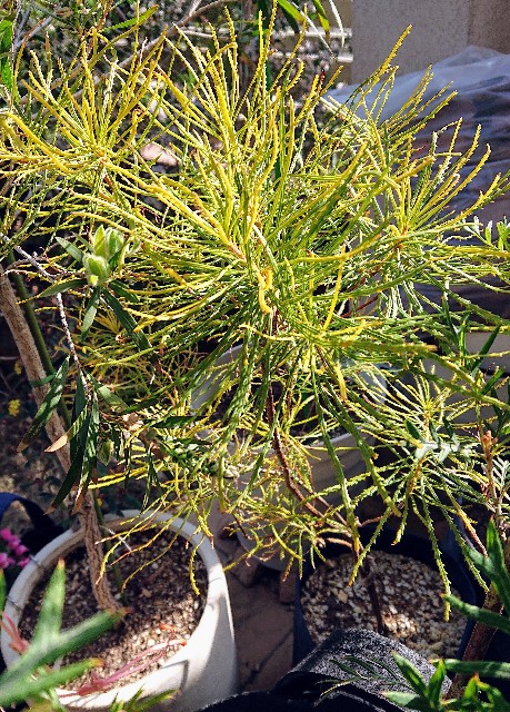 バンクシア プラエモーサイエロー ネイティブプランツ 苗 ドライ