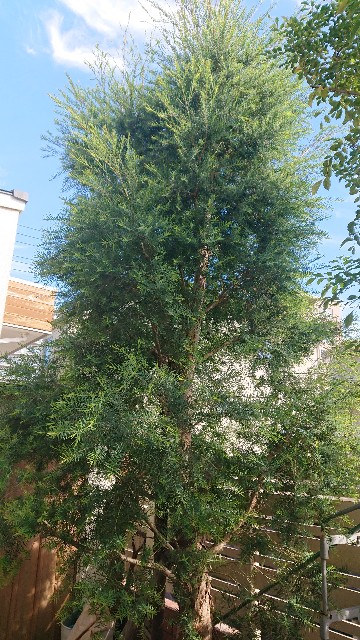 f:id:tcova:20211117133731j:image f:id:tcova:20211117133731j:image