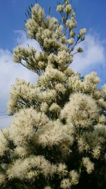 地植えネイティブプランツ① ～メラレウカ スノーインサマー