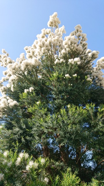 f:id:tcova:20211117140425j:image f:id:tcova:20211117140425j:image