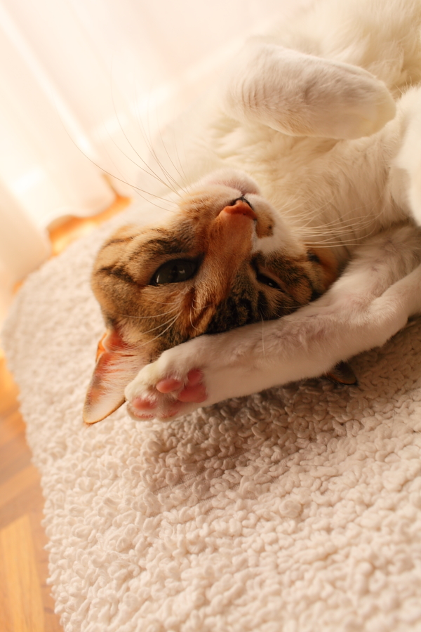 f:id:tdesu:20121022092439j:image