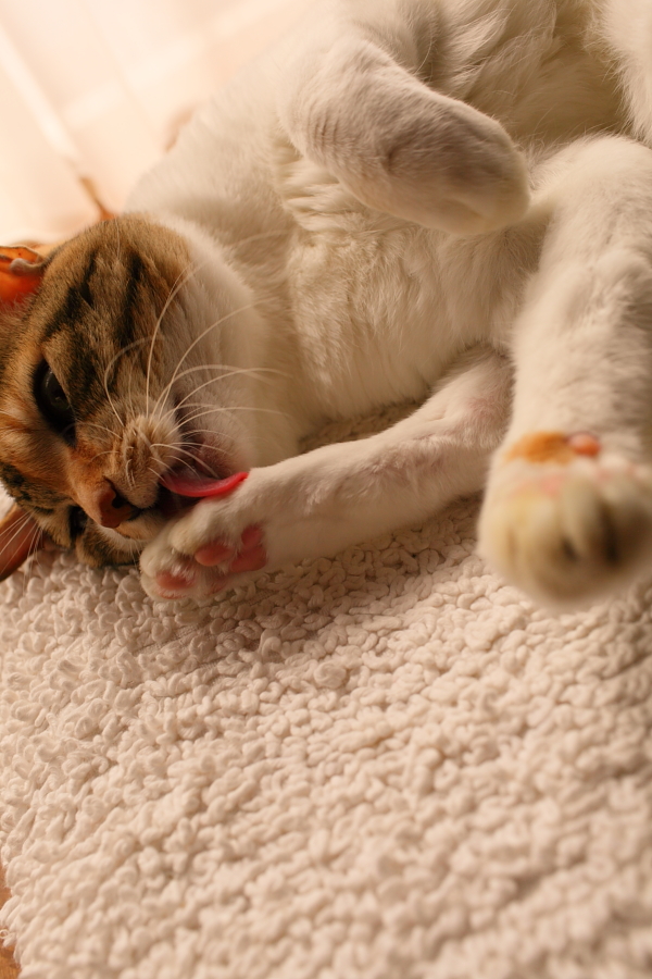 f:id:tdesu:20121022092440j:image