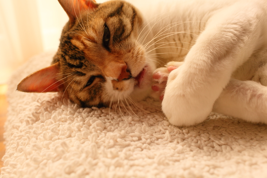 f:id:tdesu:20121022092441j:image